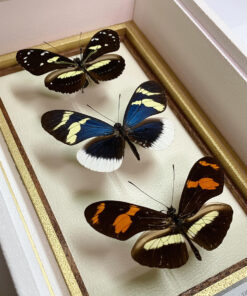 ドクチョウ [3頭セット]　アティスドクチョウ Heliconius atthis エレウキアドクチョウ Heliconius eleuchia eleusinus テレシフェドクチョウ Heliconius telesiphe sotericus