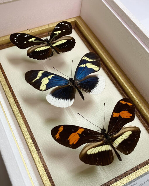 ドクチョウ [3頭セット]　アティスドクチョウ Heliconius atthis エレウキアドクチョウ Heliconius eleuchia eleusinus テレシフェドクチョウ Heliconius telesiphe sotericus